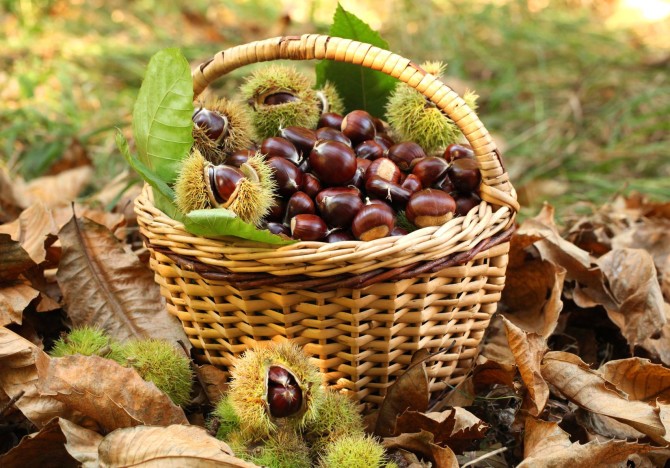 Castagne: bollite o caldarrosto?