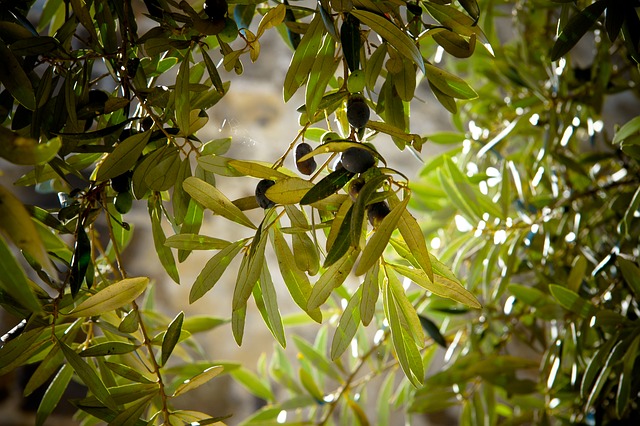 consorzio olio oliva ligure