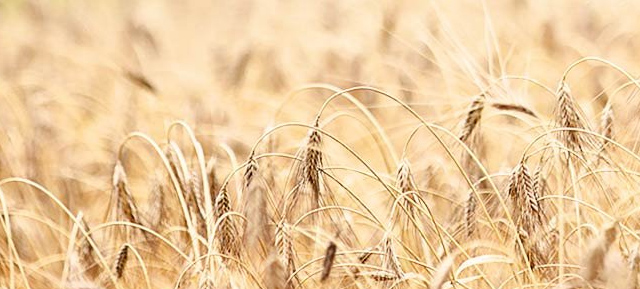 Pastificio Mancini: un’azienda agricola che produce pasta in mezzo al suo campo di grano.