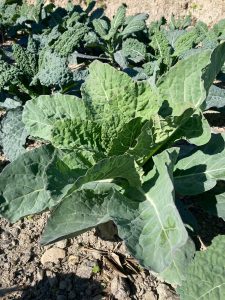 Cavolo Nero Genovese